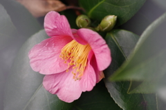 花散歩-淡桃の椿