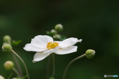 秋明菊