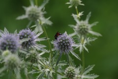 夏の野草園‐マツカサアザミ