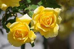 花散歩-黄色のバラ