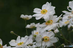 秋明菊－八重白