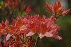 花散歩‐樺蓮華ツツジ