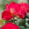 六月の薔薇‐希望