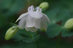 庭に咲く-深山苧環・白花