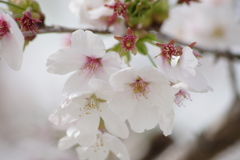 春真っ盛りの花散歩‐そろそろ終いの桜