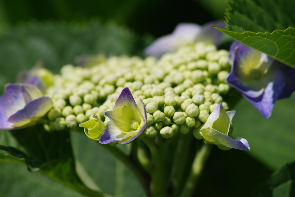花散歩-色付き初め・紫陽花の季節がはじまった
