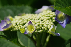 花散歩-色付き初め・紫陽花の季節がはじまった