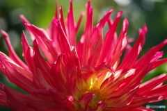 花びらを透かして-4