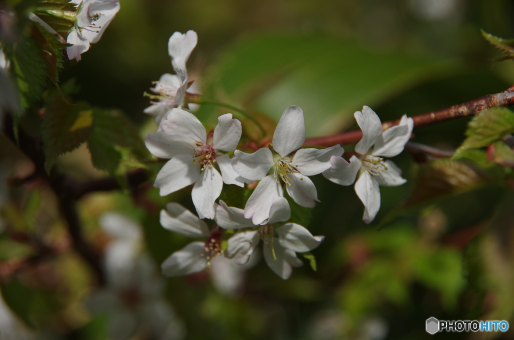 高峰の桜-2