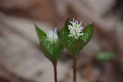 野草園で花散歩⁻二人連れの一人静