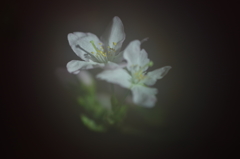 春を先駆けて-啓翁桜10