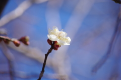 春が来たかも-白梅開花