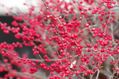 花散歩‐ウメモドキの赤い実がいっぱい