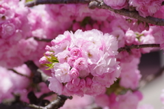 子安観音堂の手毬桜-1
