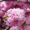 子安観音堂の手毬桜-1
