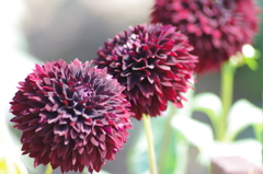 ポンポンショコラ