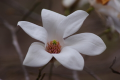 野草園で花散歩‐タムシバ