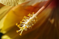 神代植物公園の花達-ハイビスカス