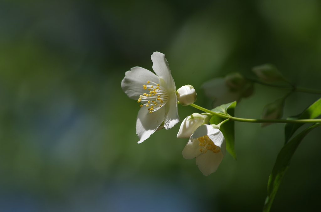 純な白花-1