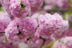 花散歩-子安堂の桜