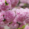 花散歩-子安堂の桜
