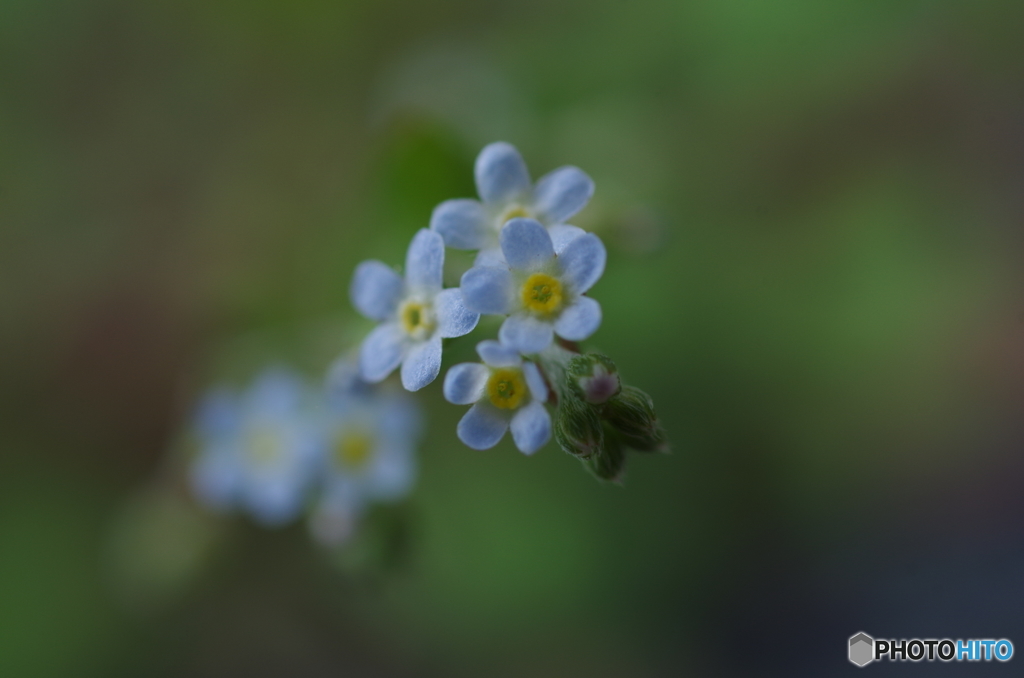 愛しい小さな花-2