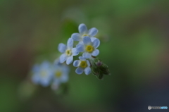 愛しい小さな花-2
