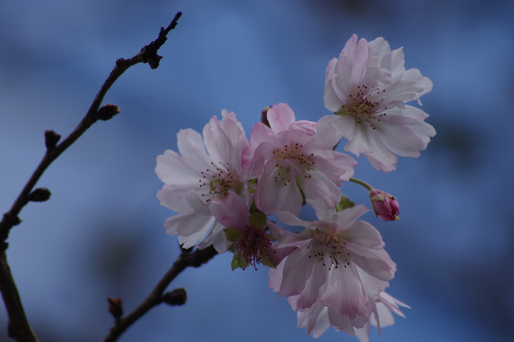 高原の秋色-十月桜