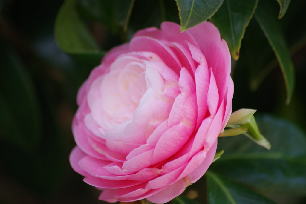 久々の花散歩‐椿