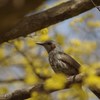 サンシュユとヒヨドリ-2