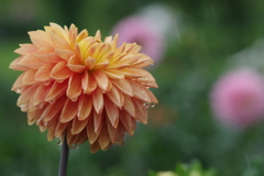 秋田のダリア-18・481