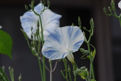 花散歩-絞りの朝顔