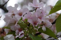 大島桜