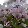 大島桜