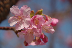 色濃い桜-2