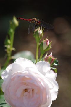 秋のバラ園-ピンクに赤