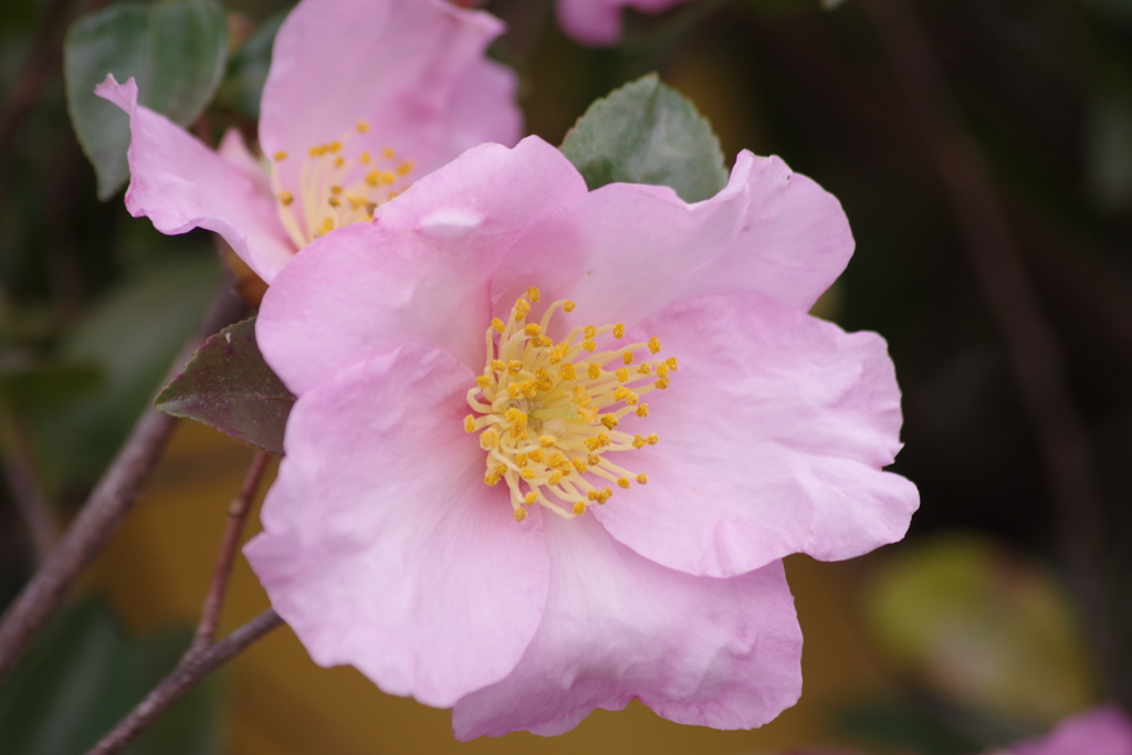 花散歩‐桃色の山茶花