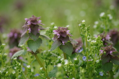 野の花と皆さまにありがとう