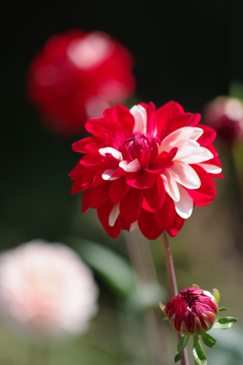 山形のダリア‐花かんざし