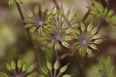 花の後のパッパッパ