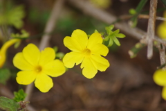 薬用植物園の春‐黄梅