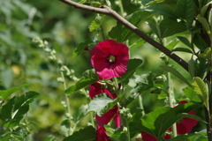 花散歩‐緑の中に立葵