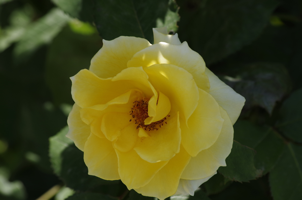 2018.6.4の花散歩‐黄色い薔薇