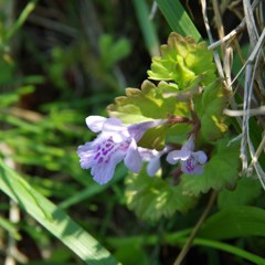 鳥海山麓の野花-カキドウシ