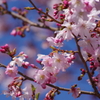 花散歩-桜が満開