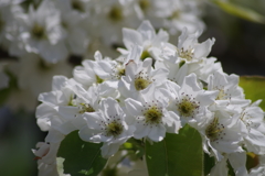 美味しくなあれ-梨の花