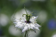 花散歩-白花のニゲラ