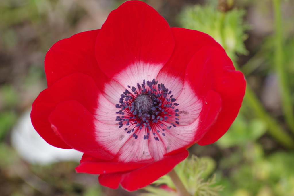 春を待ちわびて‐アネモネ