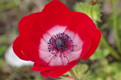 春を待ちわびて‐アネモネ