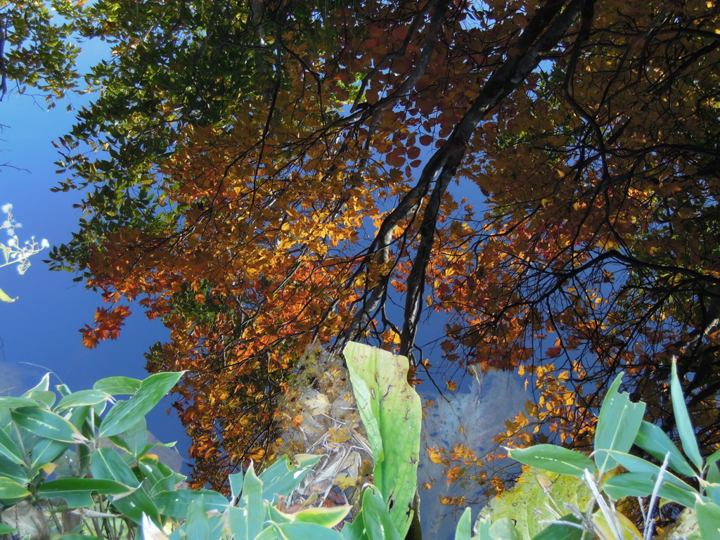 下を向いて紅葉が見える